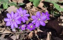 Смотреть можно, срывать нельзя: в лесах Львовской области расцвели первоцветы (фоторепортаж)