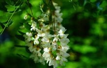 Какие деревья не стоит сажать во дворе: садоводы назвали 6 видов