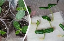 Взойдут быстрее, чем у всех соседей: 5 способов проращивания семян огурцов