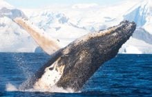 "Такого ещё не видели": гигантский кит устроил украинским полярникам "прощальное шоу" (фото)