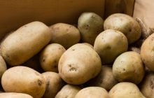 Когда выносить картошку из погреба на посадку: народный календарь и советы огородников