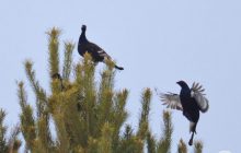 Возле ЧАЭС тетерева начали демонстрационные ритуалы: исследователи объяснили, что происходит