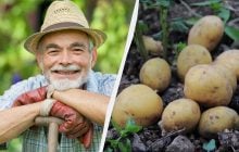 Календар посадки картоплі на 2026 рік: як зрозуміти, що вже "час" - пам'ятка фермерам