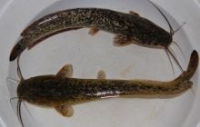 "Ходили" по суше почти 20 минут: в Африке засняли на видео редкую охоту сомов