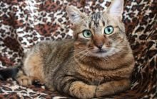 Чи муркотять коти, коли відчувають біль: ветеринари поділилися несподіваним висновком