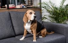 Як навчити собаку лишатися дома наодинці: кінолог дав пораду, як побороти тривогу розлуки