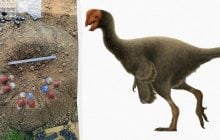 Вчені збудували гніздо динозавра в натуральну величину, і результати їх вкрай здивували