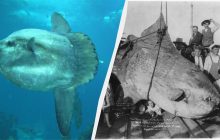 Цей морський гігант дивує навіть вчених: хто така риба-місяць і чим вона особлива