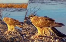 В Одеській області помітили рідкісного хижого птаха: що про нього відомо (відео)