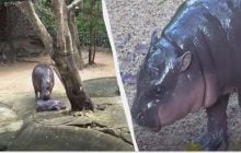 Чоловік увірвався до вольєра зіркового бегемотика Му Денг