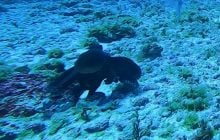 Розлючений восьминіг відлупцював велику рибу в Тихому океані: рідкісні кадри