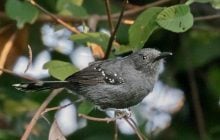 Насправді не один, а п’ять: вчені зробили приголомшливе відкриття про птахів Амазонії