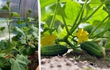 Ці культури захистять огірки від шкідників і палючого сонця: що посадити поруч на грядці