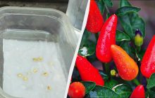 Насіння перцю замочили перед посівом: урожай зібрали раніше за всіх сусідів