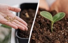 Зійде протягом тижня: як правильно пророщувати насіння перцю в домашніх умовах