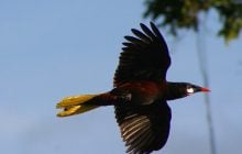 Будує міста-хмарочоси, повні затишних гамаків: що це за "модний" птах