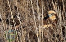 "Володар неба - на волі": на Одещині у дику природу випустили яскравого хижого птаха (фото)