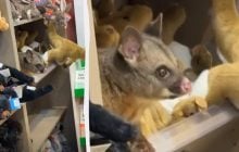 Люди були приголомшені: у крамниці аеропорту живий опосум оселився серед м’яких іграшок