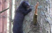 Може проплисти 30 метрів під водою: в районі ЧАЕС помітили спритного хижака (фото)