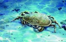 Вчені виявили рідкісну скам'янілість із майже повним тілом і потужними щелепами