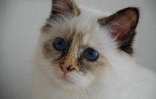 7 найвірніших порід котів, які ніколи не залишать вас наодинці