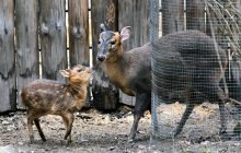 Постраждав через атаку РФ: стало відомо, як у зоопарку Києва почувається дивовижний олень