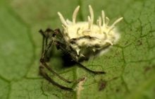 "Гриб", що раптом побіг: вчені натрапили на павука, який навчився видавати себе за інших