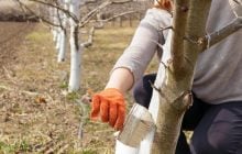 Чим і коли найкраще білити дерева: жоден шкідник не впорається