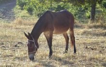 З 1527 року народилося менше 100 мулів: ось чому