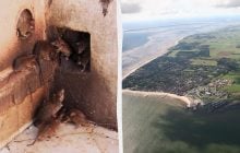 Щури окупували острів у Північному морі: гинуть рідкісні птахи, але рішення ще не видно