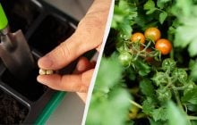 Паростки з'являться вже на третій день: як швидко проростити насіння томатів