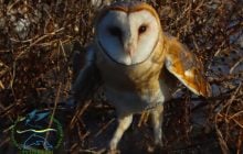 В Одеській області у дику природу випустили найрідкіснішу сову в Україні