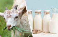 Козье или коровье: врач объяснила, какое молоко полезнее на самом деле
