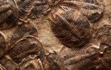 Перше масове вимирання на Землі завжди було просто під нашим носом: вчені знайшли сліди