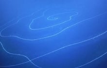 На глибині 6000 метрів знайшли 15-метровий організм: вчені здивовані