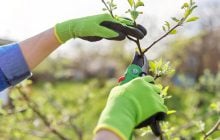 Садівникам нагадали - час обрізати персики: яку гілку обов’язково треба видалити