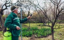 Мудрі садівники обприскали сад одним засобом: жодне дерево не захворіло