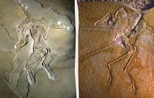 Дарвін мав рацію: скам’янілість із м’якими тканинами поклала край давній суперечці вчених