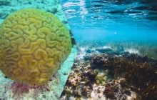 На "мертвом дне" океана исследователи обнаружили целый новый мир подводных кораллов