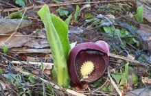 Ужасный запах и большой "капюшон": это необычное растение способно обогревать себя зимой