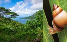 Возвращение вымерших улиток: в лесах Полинезии пытаются восстановить исчезнувшую популяцию