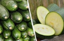 Одні для врожайності, інші для смаку: які сорти кабачків вибрати на город