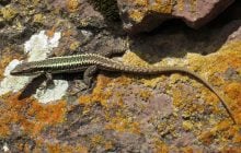 В США ученые обнаружили самую древнюю в мире окаменелую кожу рептилии (фото)