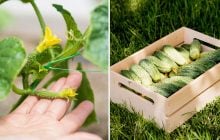 Огурцы прут как на дрожжах: удобрение из холодильника, о котором молчат дачники