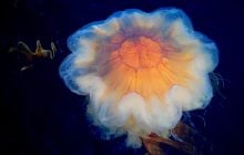 Гигант без мозга, костей и с 1000 жалами: названо самое длинное в мире морское животное