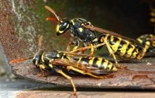 Безпечно позбутися гнізда земляних ос можна: фахівець поділився секретом