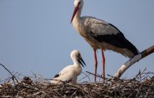 23 березня в Києві ще буде прохолодно, попереду – потепління