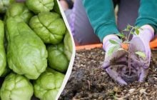 Чому вам обов’язково слід посадити чайот на городі: чим корисна ця рослина