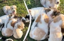 Ніби з власними малюками: у мережі показали, як кішка піклується про маленьких цуценят