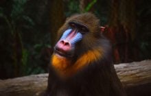 Має грізні ікла: яка мавпа найбільша у світі